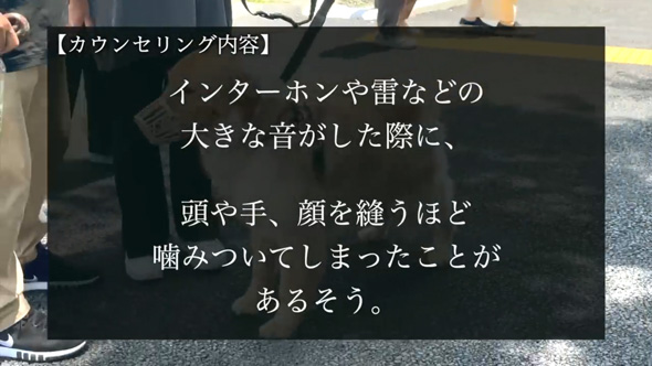 かみぐせのある大型犬がドッグトレーナーと改善トレーニング