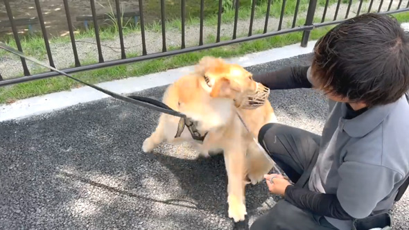かみぐせのある大型犬がドッグトレーナーと改善トレーニング