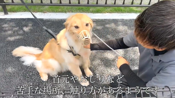 かみぐせのある大型犬がドッグトレーナーと改善トレーニング
