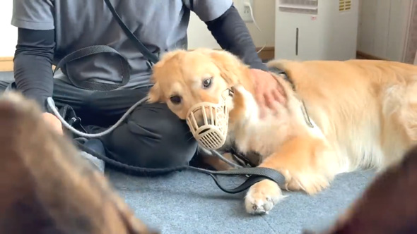 かみぐせのある大型犬がドッグトレーナーと改善トレーニング