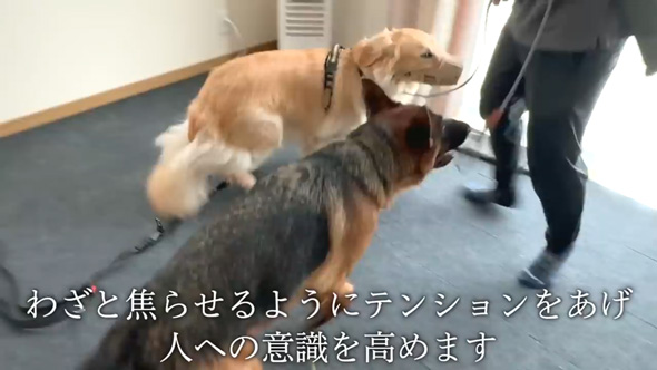 かみぐせのある大型犬がドッグトレーナーと改善トレーニング
