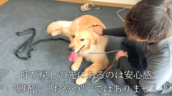 かみぐせのある大型犬がドッグトレーナーと改善トレーニング