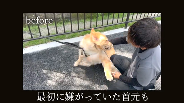 かみぐせのある大型犬がドッグトレーナーと改善トレーニング