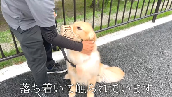 かみぐせのある大型犬がドッグトレーナーと改善トレーニング