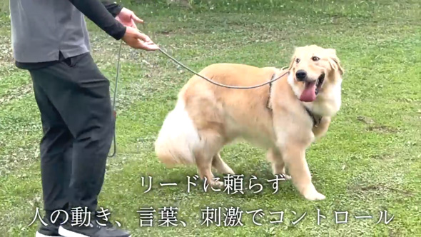 かみぐせのある大型犬がドッグトレーナーと改善トレーニング