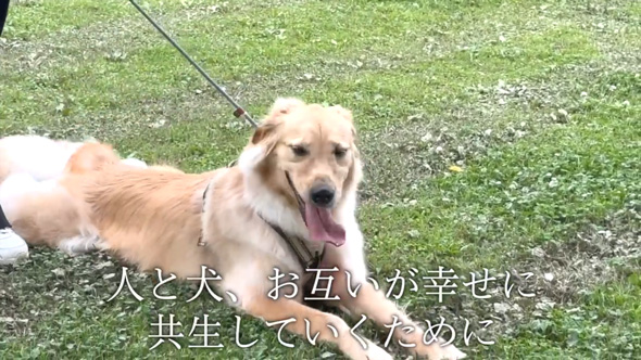 かみぐせのある大型犬がドッグトレーナーと改善トレーニング