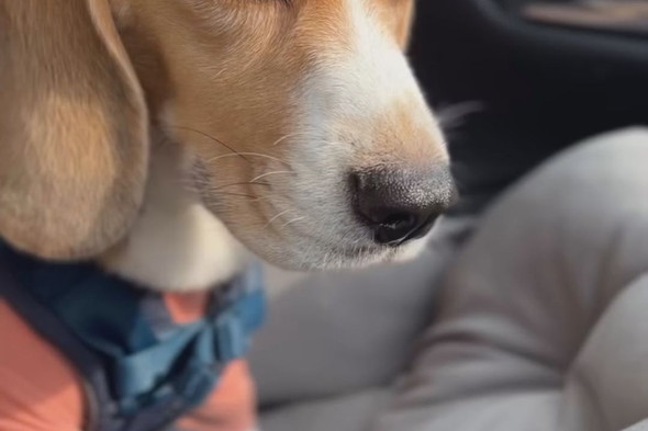 ビーグルのワンコの顎下