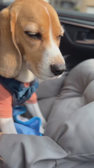 ウトウトしているビーグルのワンコ