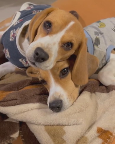 ビーグルのワンコたち