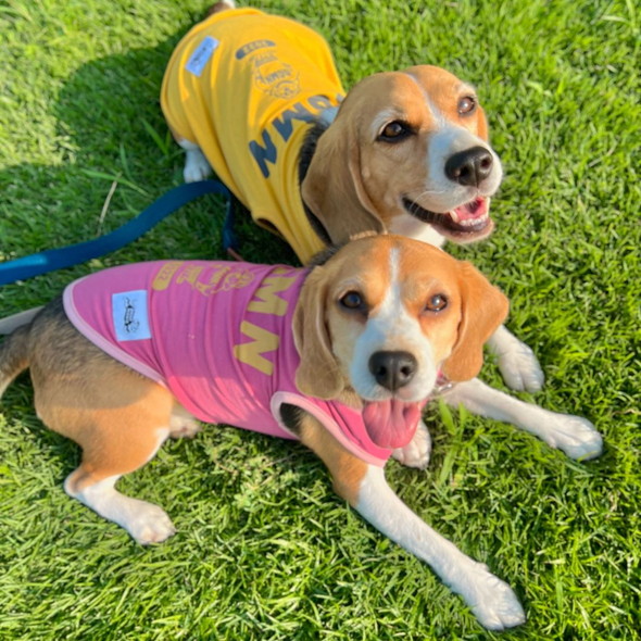 ビーグルのワンコたち