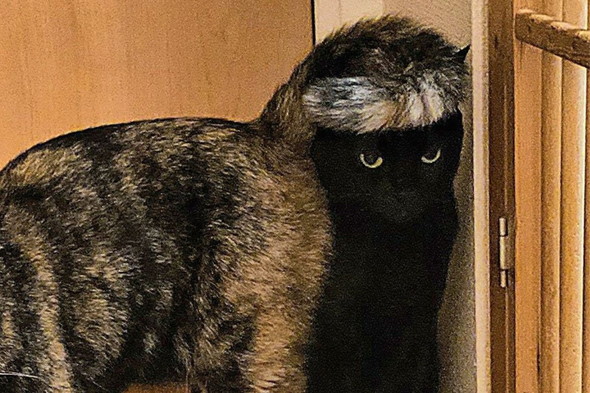 しっぽを頭に乗せている猫ちゃん