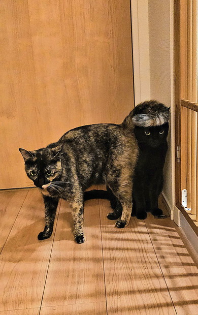 しっぽを頭に乗せている猫ちゃん