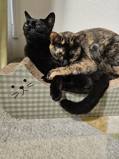 くっついている2匹の猫ちゃん