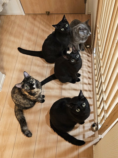 ごはんを待っている猫ちゃんたち