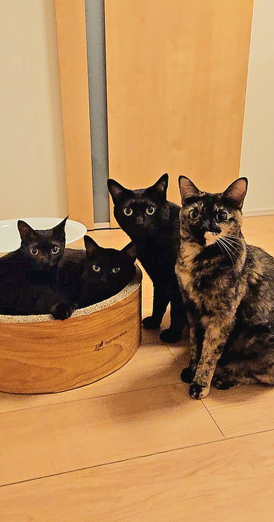 黒猫ちゃんとサビ猫ちゃん