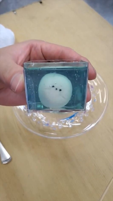 顔面衝突アザラシーの寒天ゼリー