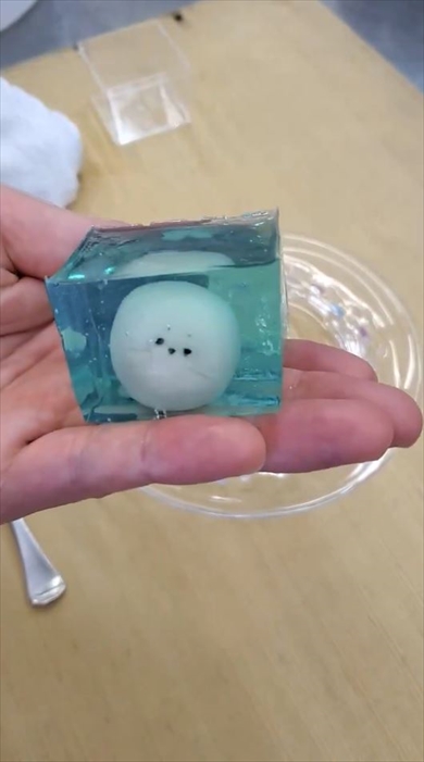 顔面衝突アザラシーの寒天ゼリー