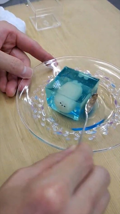 顔面衝突アザラシーの寒天ゼリー