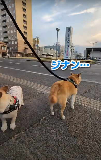 次男と動物たち