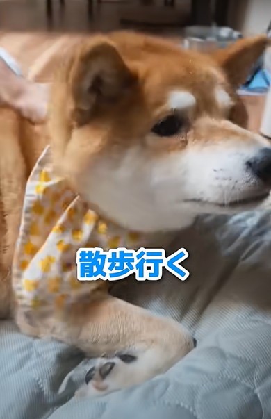 次男と動物たち