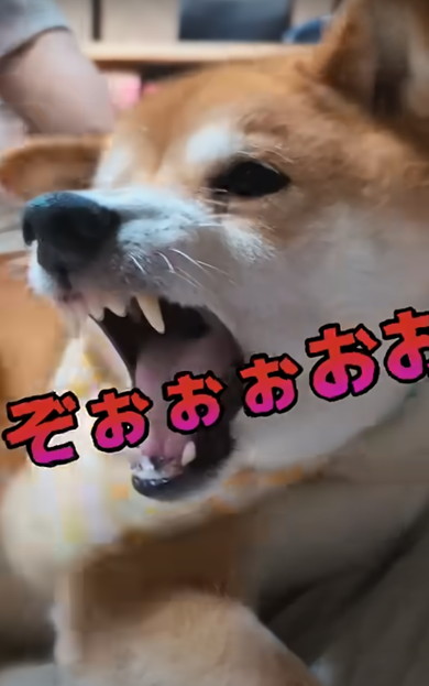 次男と動物たち