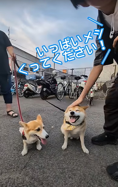 次男と動物たち