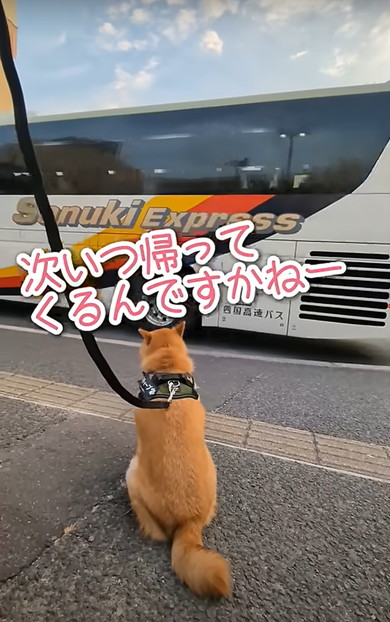 次男と動物たち