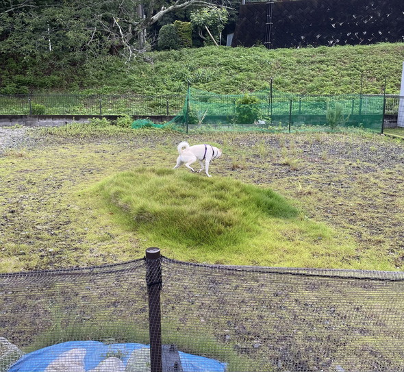 芝生と白ワンコ