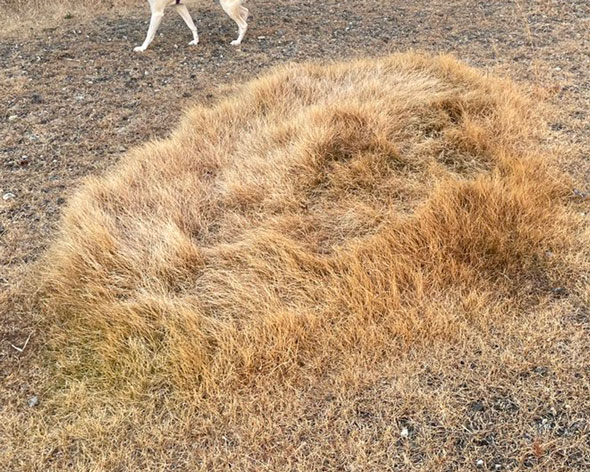 同じ場所でトイレする犬