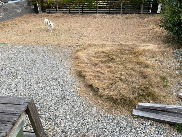 同じ場所でトイレする犬