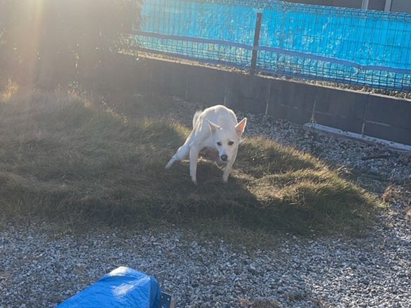 同じ場所でトイレする犬