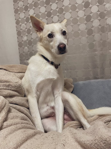 お座り白ワンコ