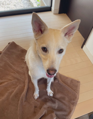 上目遣い白ワンコ