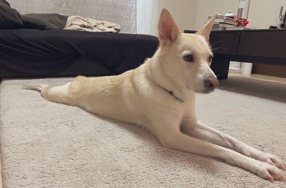 伸びてる白ワンコ