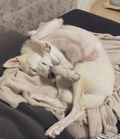 寝てる白ワンコ