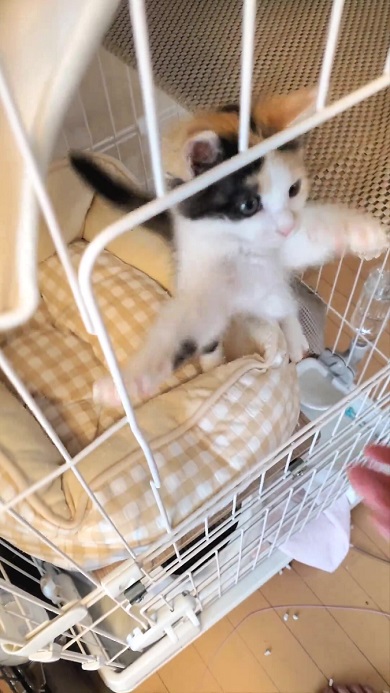 子猫