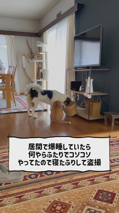 おもちゃ箱をあさっているワンコと猫ちゃん