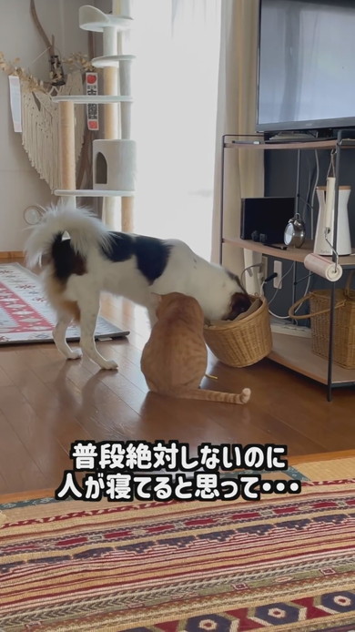 おもちゃ箱をあさっているワンコと猫ちゃん