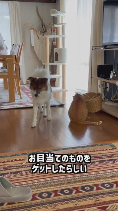おもちゃ箱をあさっているワンコと猫ちゃん