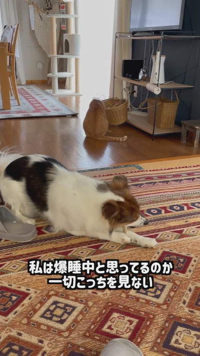 おもちゃ箱をあさっているワンコと猫ちゃん