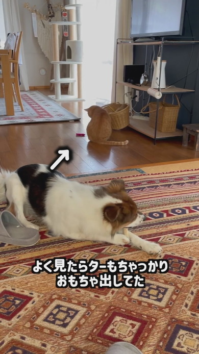おもちゃ箱をあさっているワンコと猫ちゃん