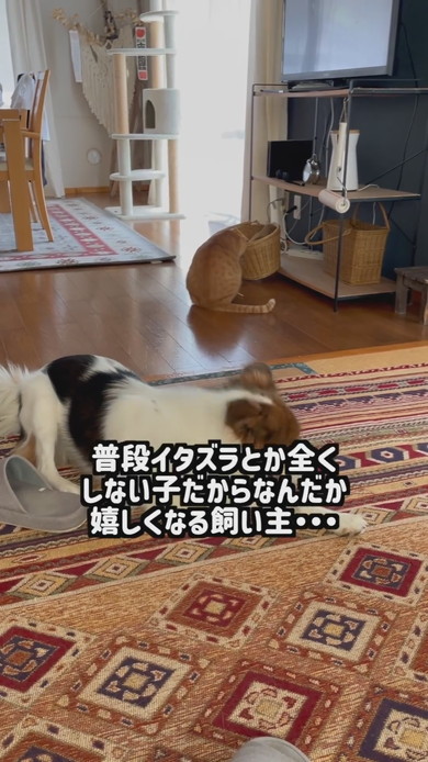 おもちゃ箱をあさっているワンコと猫ちゃん