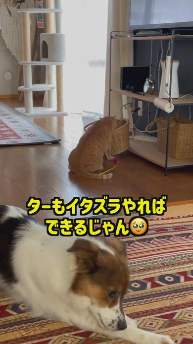 おもちゃ箱をあさっているワンコと猫ちゃん