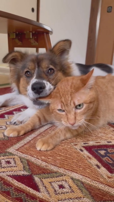 仲良しワンコと猫ちゃん