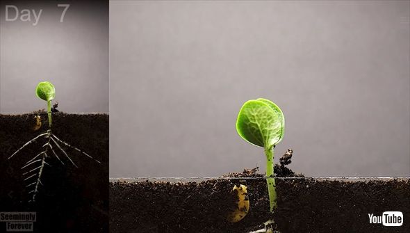 種から実まで成長するカボチャのタイムラプス