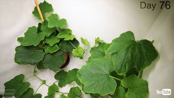 種から実まで成長するカボチャのタイムラプス