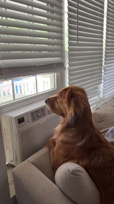 彼女を待つワンコ