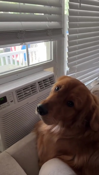 彼女を待つワンコ