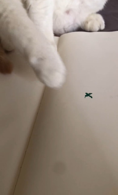 猫の前足が動く