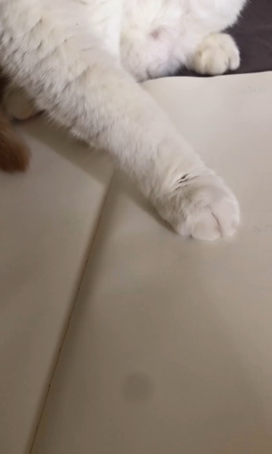 そっと絵をおさえる